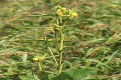 Vigna khandalensis